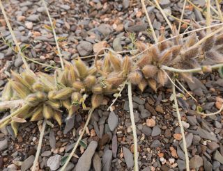 Astragalus akkensis Cosson [13/13]