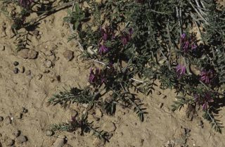 Astragalus algerianus E. Sheld. [2/8]