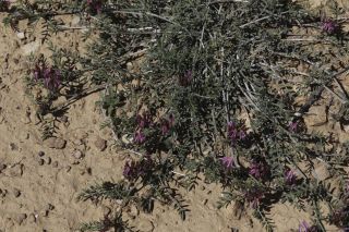 Astragalus algerianus E. Sheld. [3/8]