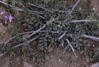 Astragalus algerianus E. Sheld. [6/8]