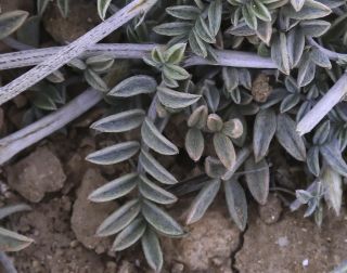 Astragalus algerianus E. Sheld. [8/8]