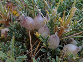 Astragalus armatus Willd. subsp. armatus [2/3]