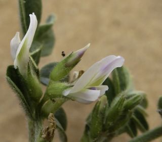 Astragalus arpilopus Kar. & Kir. subsp. hauarensis (Boiss.) Podlech [3/13]