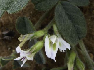 Astragalus arpilopus Kar. & Kir. subsp. hauarensis (Boiss.) Podlech [4/13]