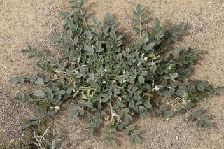Astragalus arpilopus Kar. & Kir. subsp. hauarensis (Boiss.) Podlech [6/13]