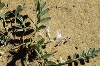 Astragalus arpilopus Kar. & Kir. subsp. hauarensis (Boiss.) Podlech [8/13]