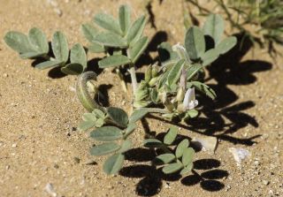 Astragalus arpilopus Kar. & Kir. subsp. hauarensis (Boiss.) Podlech [5/13]