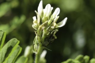 Astragalus boeticus L. [5/11]
