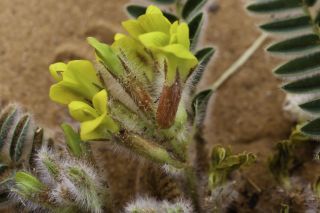 Astragalus caprinus L. subsp. caprinus [9/12]