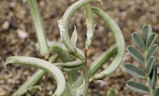 Astragalus crenatus Schultes [3/7]