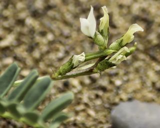 Astragalus crenatus Schultes [4/7]