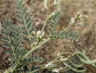 Astragalus crenatus Schultes [5/7]