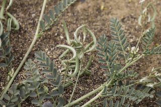 Astragalus crenatus Schultes [6/7]