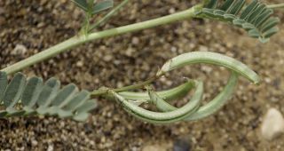 Astragalus crenatus Schultes [7/7]