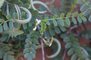 Astragalus crenatus Schultes [8/9]