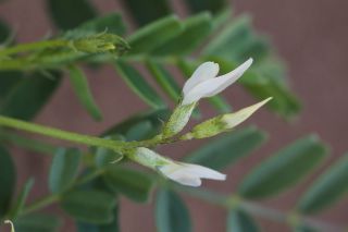 Astragalus crenatus Schultes [9/9]