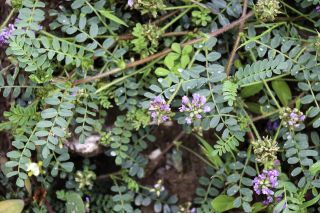 Astragalus echinatus Murray [1/8]