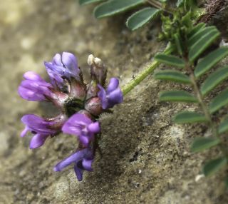 Astragalus echinatus Murray [3/8]