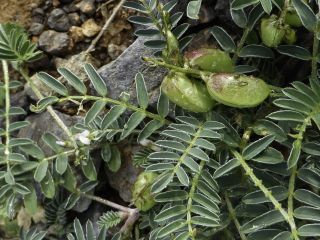 Astragalus edulis Bunge [1/6]