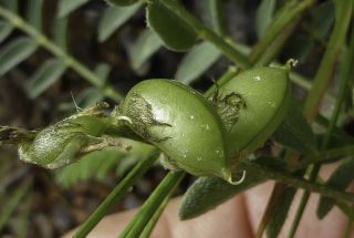 Astragalus edulis Bunge [3/6]