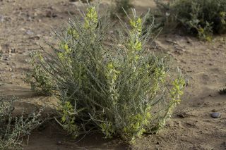 Astragalus gombo subsp. gomboeformis (Pomel) Eug. Ott [10/13]