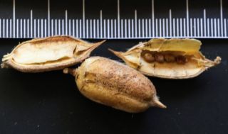 Astragalus gombo subsp. gomboeformis (Pomel) Eug. Ott [13/13]