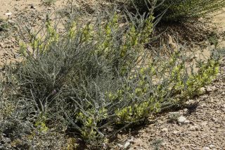 Astragalus gombo subsp. gomboeformis (Pomel) Eug. Ott [1/13]