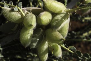 Astragalus gombo subsp. gomboeformis (Pomel) Eug. Ott [4/13]