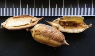 Astragalus gomboeformis Pomel [12/13]
