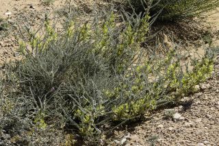 Astragalus gomboeformis Pomel [1/13]