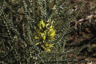 Astragalus gomboeformis Pomel [2/13]