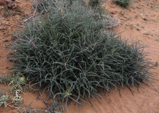Astragalus gomboeformis Pomel [7/13]