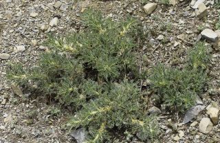 Astragalus granatensis Lam. [1/7]