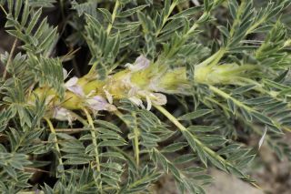 Astragalus granatensis Lam. [3/7]