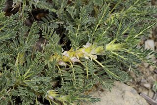 Astragalus granatensis Lam. [4/7]
