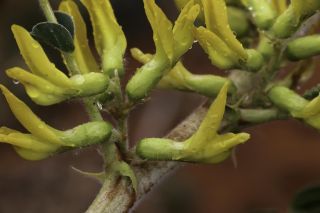 Astragalus groupe gombo [3/11]
