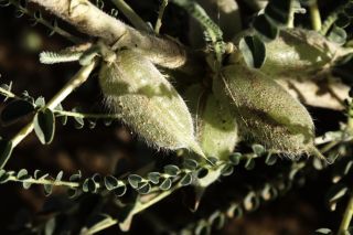 Astragalus groupe gombo [5/11]