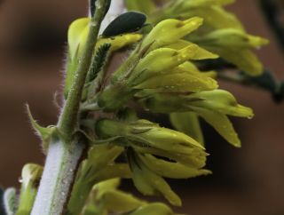 Astragalus groupe gombo [6/11]