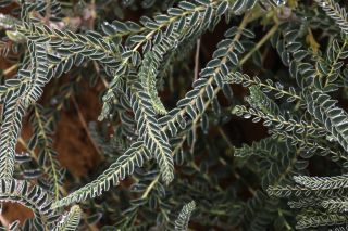 Astragalus groupe gombo [8/11]