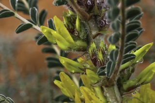 Astragalus groupe gombo [9/11]