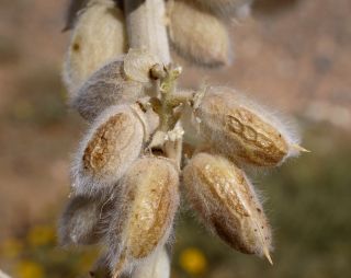 Astragalus groupe gombo [11/11]