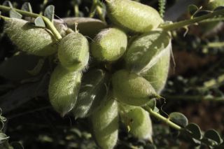Astragalus groupe gombo [4/11]