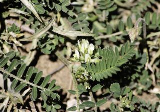 Astragalus hamosus L. [3/8]
