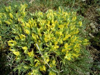 Astragalus ibrahimianus Maire [10/10]
