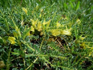 Astragalus ibrahimianus Maire [2/10]