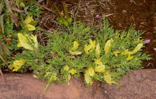 Astragalus ibrahimianus Maire [5/10]