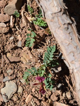 Astragalus incanus L. [10/10]