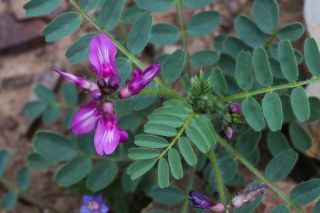 Astragalus longidentatus Chater [1/1]