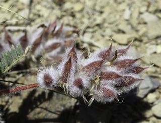 Astragalus maireanus Greuter & Burdet [7/7]