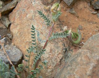 Astragalus mareoticus Delile [2/15]